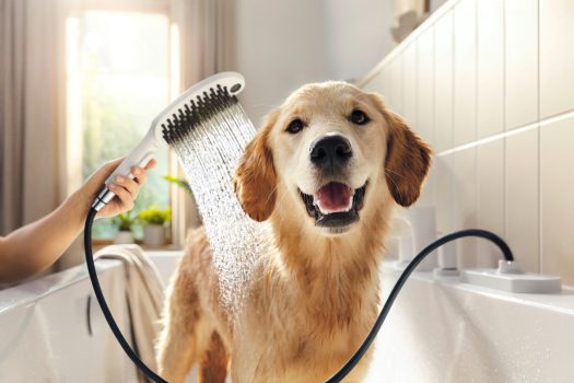 DogShower // client hansgrohe // photo Katharina Bohm