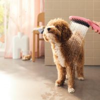 DogShower // client hansgrohe // photo Katharina Bohm