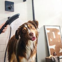 DogShower // client hansgrohe // photo Katharina Bohm